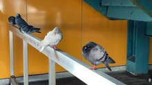 Close Up View Of Pigeons At A Subway Train Station