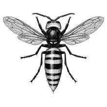 Illustration Of A Giant Asian Hornet (Murder Hornet) In A Vintage Style