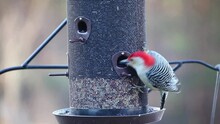 Variety Of Birds, Tufted Titmouse, Carolina Chickadee And Red Bellied Woodpecker At A Feeder With Their Chirping.