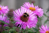 Fototapeta Pokój dzieciecy - Bumblebee close-up on pink flower collecting nectar to create honey, selective focus, soft focus
