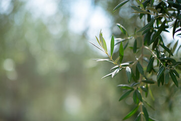 Wall Mural - Olive trees garden. Branches with ripe fruits