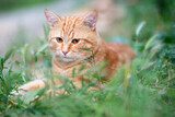 Fototapeta Koty - Beautiful young red tabby cat lying in the grass, summer nature outdoor