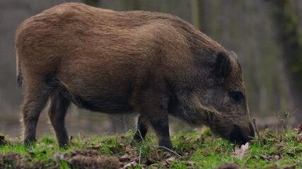 Wall Mural - closeup youngs wild boar sus scrofa calm piggy looking for nutriment in dark woods. wildlife tranqui