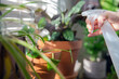 © annebel146 - Female hand spraying water on indoor house plant on window sill with water spray bottle, take care of green house plants modern interior decoration