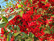 Red Pyracantha Berries, Red Berries