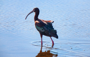 White Faced Ibis