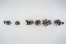 Aerial View In Winter At Snow Over A Row Of Bare Trees, Straight Line Of Leafless Wooden Material.