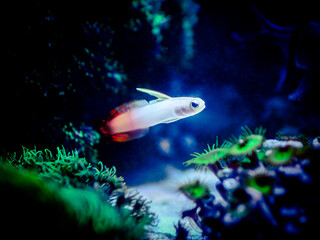 Sticker - Fire goby (Nemateleotris magnifica) isolated in a reef tank