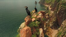 Aerial Close Nests Cormorants Birds Sit On Top Of Rocks Look At Camera And Don't Fly Away. Seabirds Breed Chicks. Seaside Orange Cliffs Rugged Coast Of Islands. Unique Bird Watching. Sunny Seascape