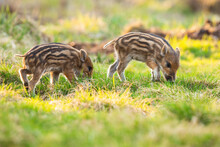 Little Wild Boar, Sus Scrofa, Grazing On Grassland In Springtime. Little Piglets Feeding On Green Meadow. Striped Young Swines Walking On Field In Spring.