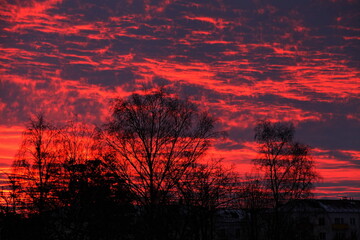 Poster - Bare trees silhouette on dark sky with dramatic red clouds background on winter sunrise