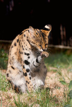 Serval Leptailurus Serval Cleaning Itself