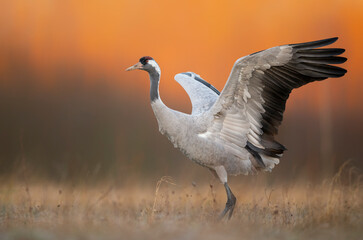 Fototapete - Common crane ( Grus grus ) at sunrise