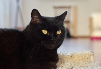 black cat lying indoors