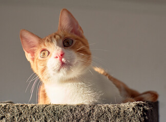 Cute kitten lying on its bed