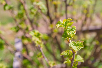 Wall Mural - Blackcurrant Bush turns green in the spring in the garden