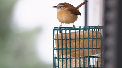 Wall Mural - One brown carolina wren single bird perching hanging on suet cake feeder cage attached to window in Virginia eating with beak