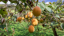 Image Of A Granadilla Crop, With Many Ripe Fruits In The Colombian Andes, In The Valle Del Cauca Colombia.