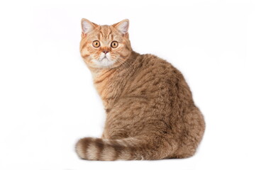 Red british cat sitting and turning backwards on white background