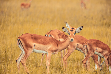 A selective focus closeup of a herd of antelope grazing on a grass field