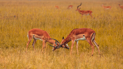 A selective focus closeup of a herd of antelope grazing on a grass field