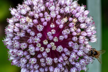 Close Up Of  White Pink Flower Ball Of The Leek Plant (Allium) With A Bee, Shallow Depth Of Field, Selective Focus