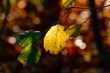 A yellow colored beech leaf illuminated by the sun and two still green leaves on a branch in front of a blurred red-brown background