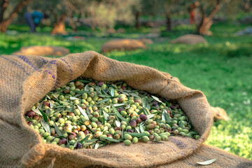 Wall Mural - Harvested fresh olives in sacks in a field in Crete, Greece for olive oil production