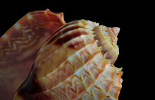 Macro View Of Sea Shell, Showing Spiral And Ridges.