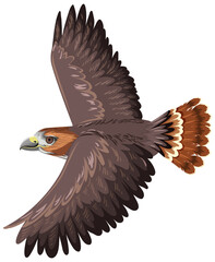 Sticker - Red Tail Hawk isolated on white background