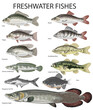 Freshwater Fish, Carp, perch, roach, tilapia, gouramy, snakehead, catfish, arapaima - Vector