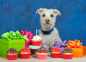 Wall Mural - Cream colored terrier puppy dog sitting behind a light wood table with birthday presents and cup cakes. Animal bday party,