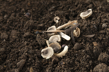 A closeup shot of mushrooms in the soil