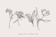 Vintage spring flowers. Vector botanical illustration.