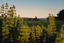 Yellow Lupin Flowers Among The Hills And Curious Sheep On A Farm During Sunset. New Zealand Landscape