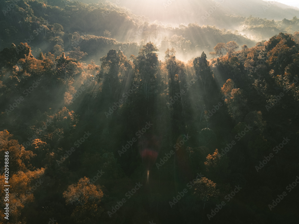 Foggy forest Morning light in the forest from above - obrazy, fototapety, plakaty 