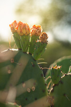 A Closeup Shot Of Prickly Pear Cactus With Bokeh Lights Background