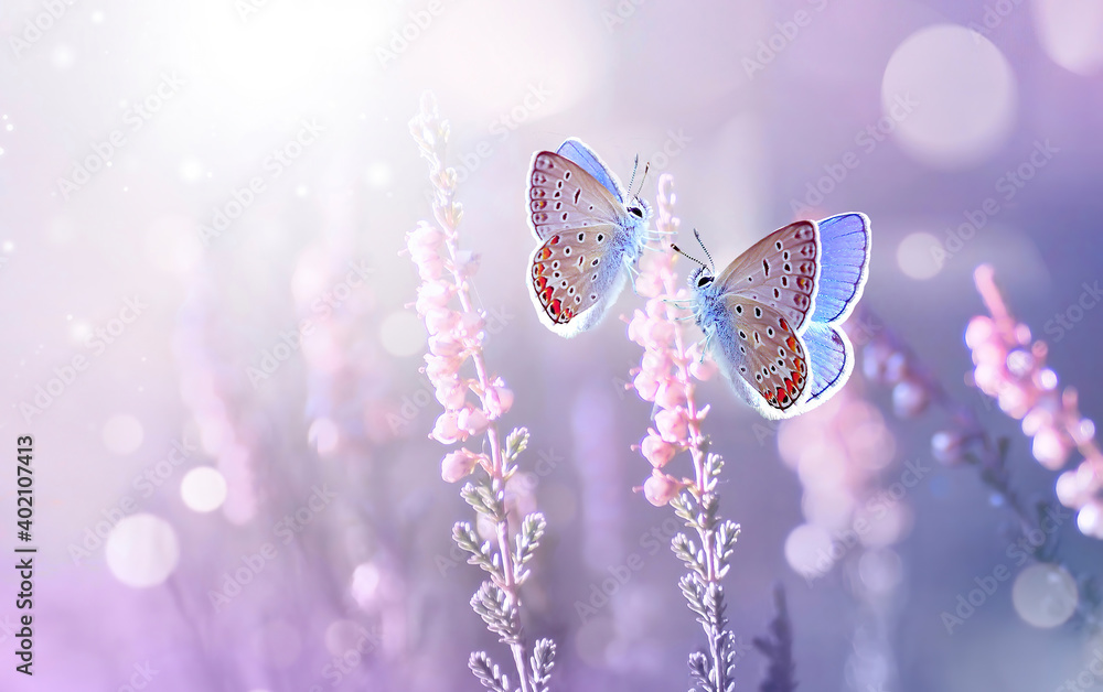 Two lilac butterfly on Lavender flowers in rays of summer sunlight in spring outdoors macro in wildlife, soft focus. Delightful  amazing atmospheric artistic image of beauty of nature environment. - obrazy, fototapety, plakaty 