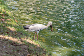 heron, white bird fishing fish at the lake bank in nature park