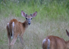 A Selective Focus Shot Of Deer Feeding In A Meadow