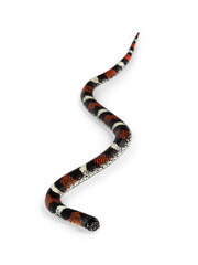 Leinwandbilder - Tri-color hognose aka Xenodon pulcher snake. Isolated on white background.