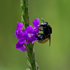 Wall Mural - bee on a flower