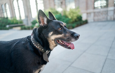 A Portrait of a nice crossbreed dog