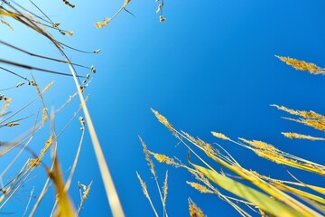 Blue summer sky view from the meadow