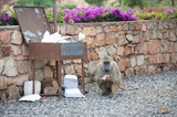 Fototapeta  - Małpa wybierająca odpadki z miejskiego śmietnika
