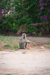 małpa siedząca na poboczu drogi