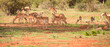 stado antylop na afrykańskiej sawannie