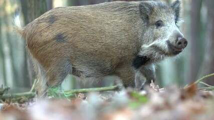 Wall Mural - closeup young wild boar sus scrofa calm piggy looking for nutriment in dark woods. wildlife tranquil
