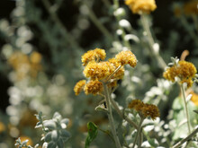 Closeup Shot Of Yellow Sagebrush Flowers