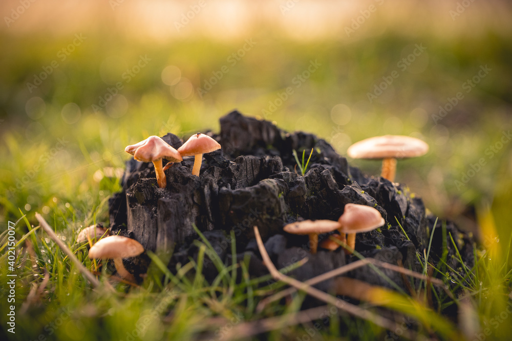 Mushrooms on a rocky surface in a park in Poland during sunset - obrazy, fototapety, plakaty 